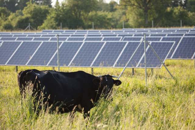 A black cow grazes on a solar farm.