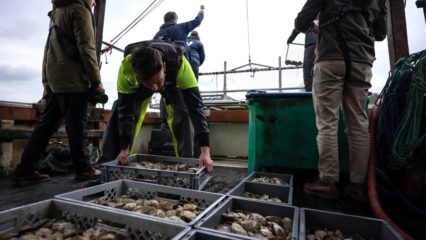 A man sorts oysters into crates on a fishing boat while others prepare equipment in the background.