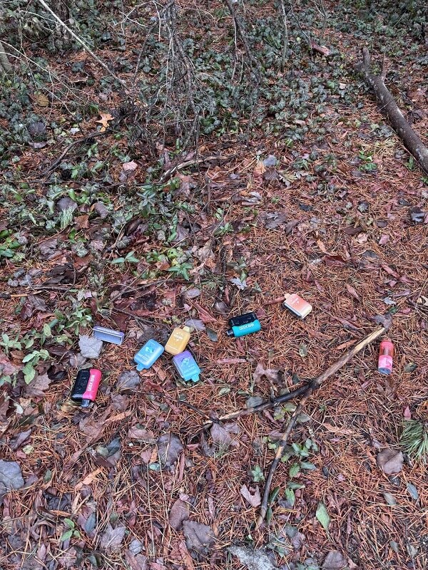 A forest floor covered with pine needles, leaves, and ivy plants, with scattered twigs, vape litter and branches.