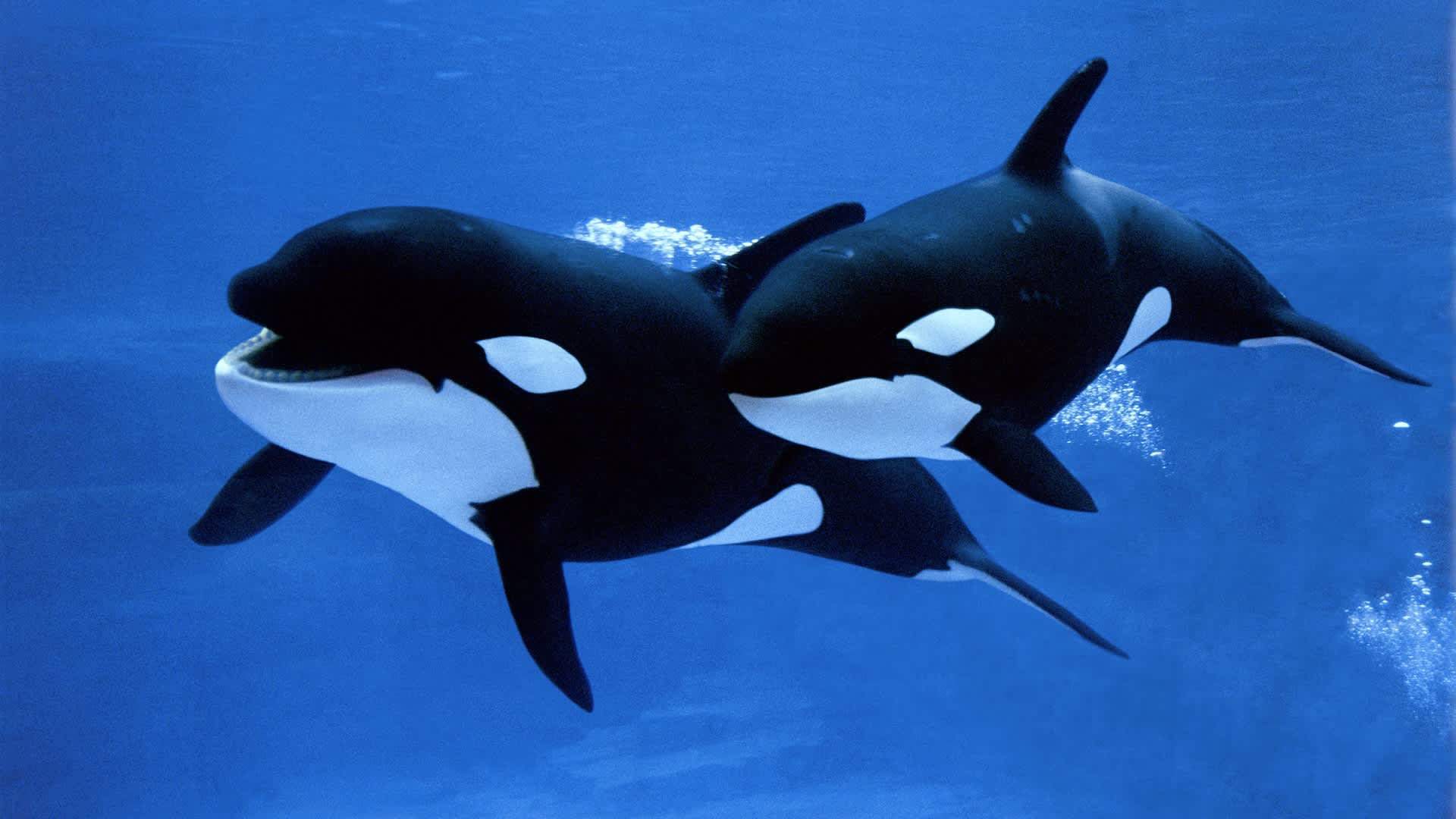 Canada's oil pipeline push raises fears endangered orcas could be driven toward extinction