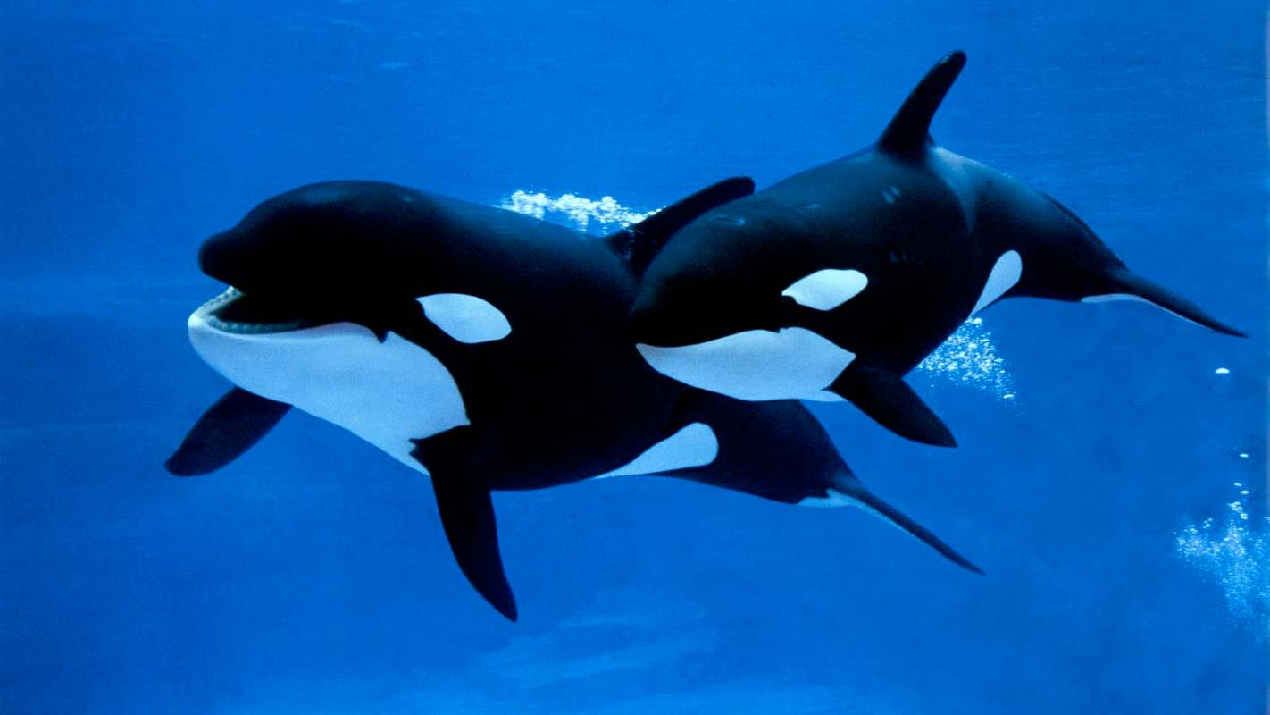 Two orcas swimming close together in deep blue water, with bubbles rising around them.