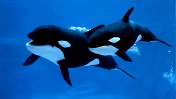 Two orcas swimming close together in deep blue water, with bubbles rising around them.