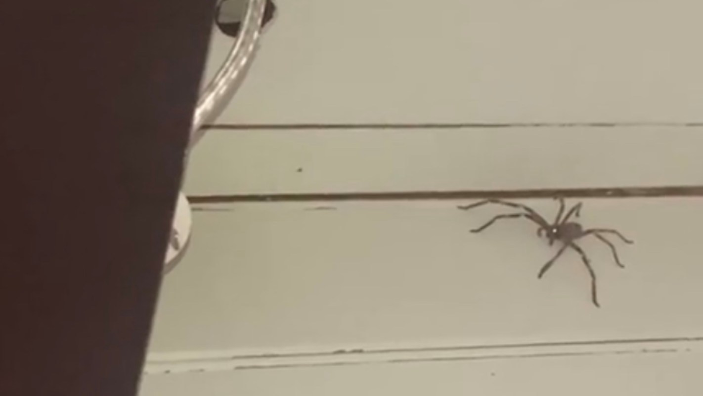 A spider with long legs crawling on a light surface.