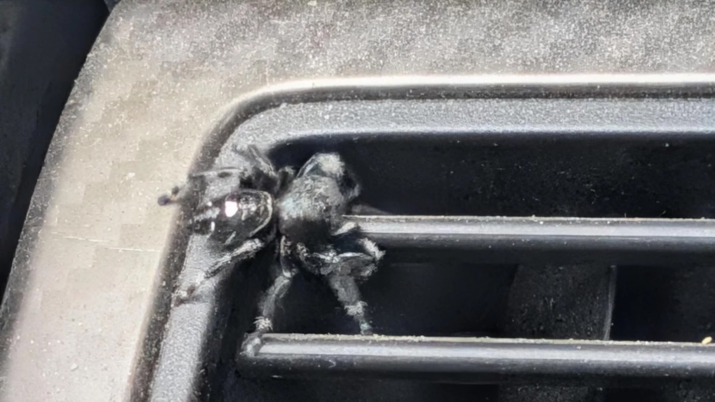 A black spider crawls on the slats of a car's ventilation grille.