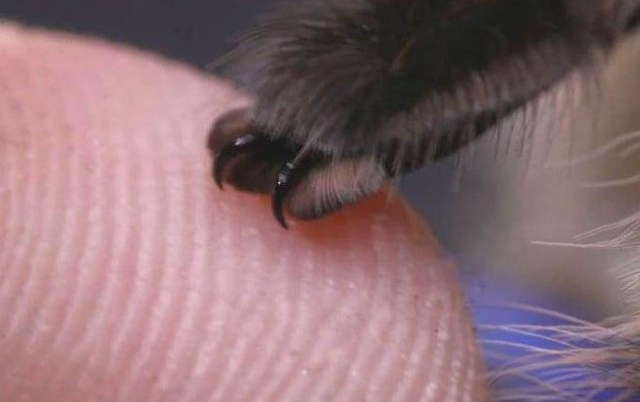 A close-up of a claw gently touching a fingertip, showcasing fine details of both.