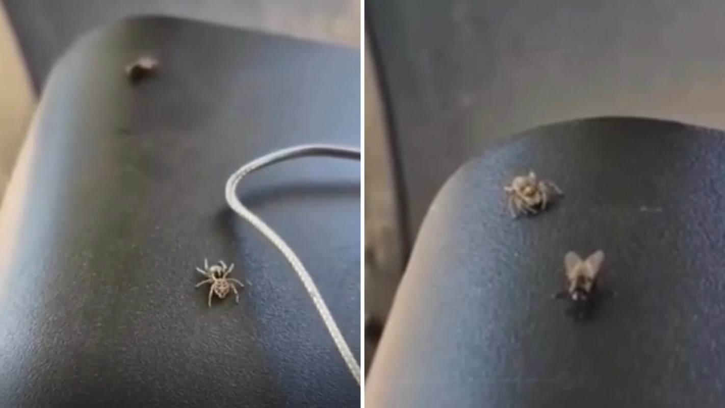A close-up view of a spider and a fly on a dark surface, with a cable nearby.