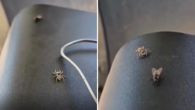 A close-up view of a spider and a fly on a dark surface, with a cable nearby.