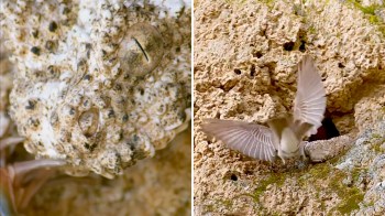 A close-up of spider tailed horned viper hiding in a rocky cliff with a bird flying nearby.