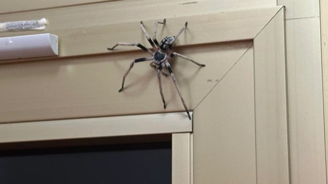 A large spider with long legs climbs along the corner of a light-colored wall by a window.