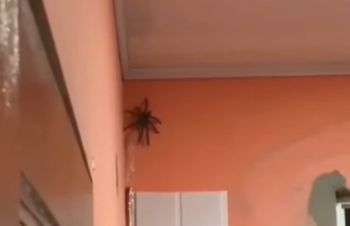 A large spider is positioned in the corner of a room with peach-colored walls.