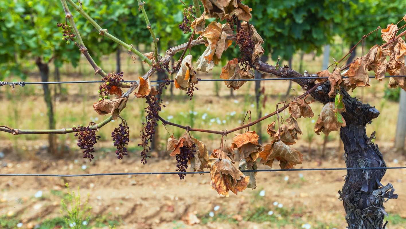 A close-up of a grapevine with dried leaves and shriveled grapes against a blurred vineyard backdrop.
