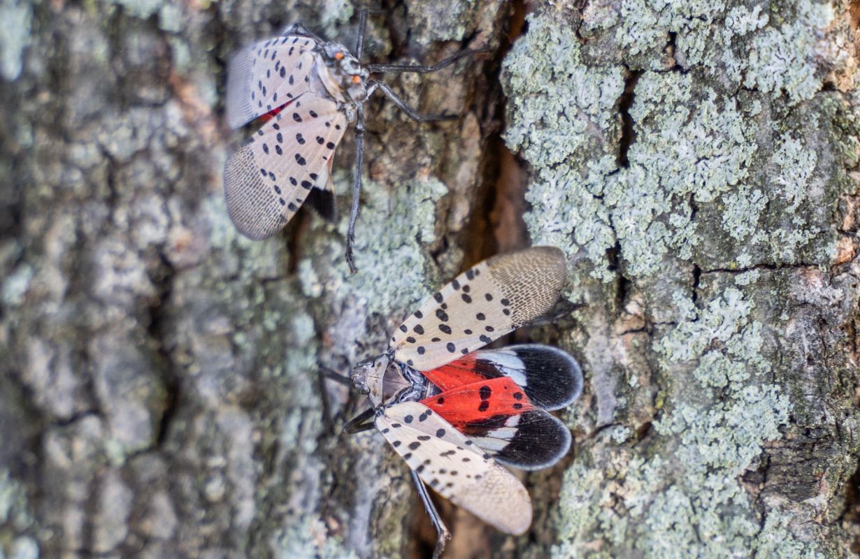 Two spotted lanternflies on a tree trunk.