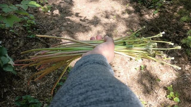 A hand holding a bunch of green plants, with a soil background and scattered foliage.