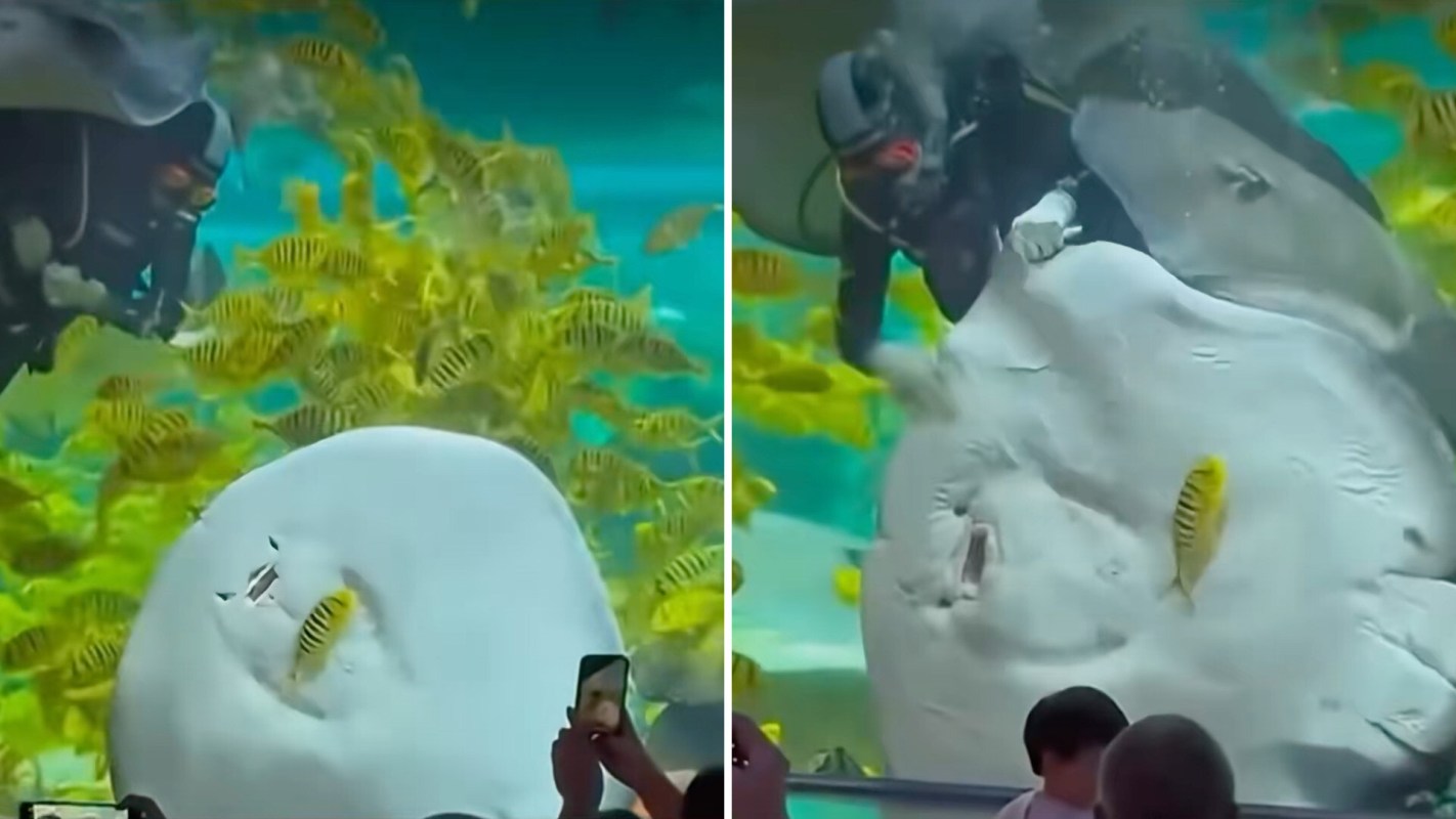 A diver interacts with a large stingray in an aquarium with bright tropical fish.