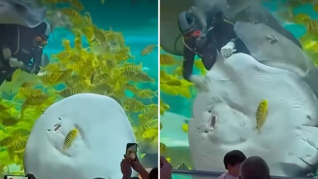 A diver interacts with a large stingray in an aquarium with bright tropical fish.