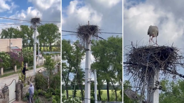 A stork stands on a large nest on top of a utility pole.
