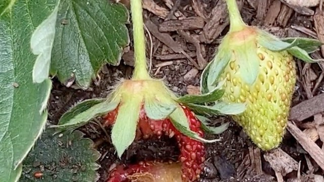 Two strawberries on a plant, one ripe and red with a bitten section, one unripe and green, surrounded by leaves.