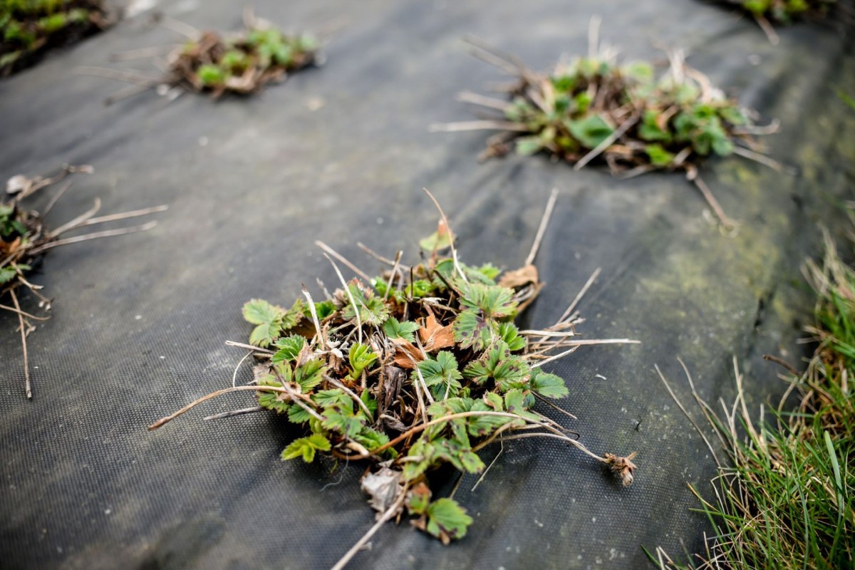 A close-up of strawberry plants with green leaves, sitting on black plastic mulch in a garden.