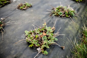 A close-up of strawberry plants with green leaves, sitting on black plastic mulch in a garden.