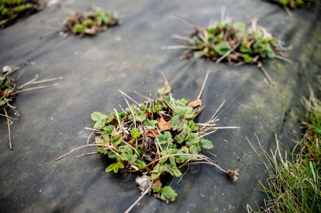 A close-up of strawberry plants with green leaves, sitting on black plastic mulch in a garden.
