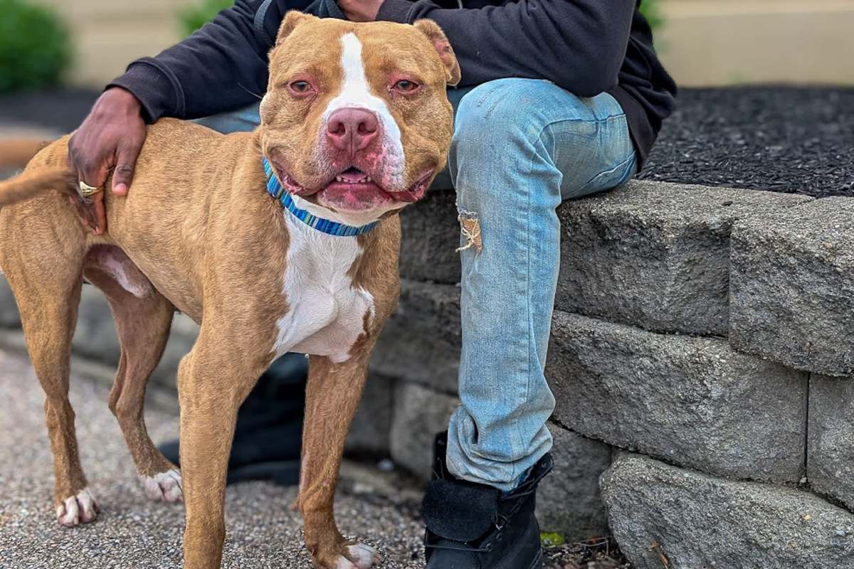 A close-up of a brown and white dog standing beside a person wearing jeans, with a stone wall in the background.