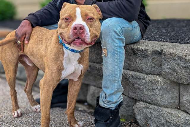 A close-up of a brown and white dog standing beside a person wearing jeans, with a stone wall in the background.