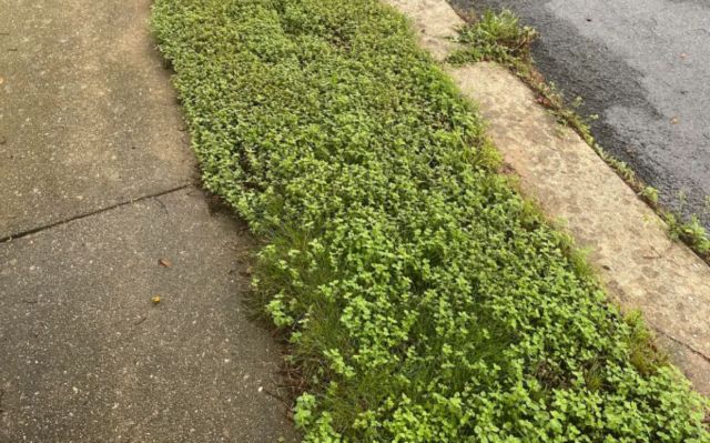 A patch of lush green ground cover adjacent to a sidewalk, with a damp surface and scattered small plants.