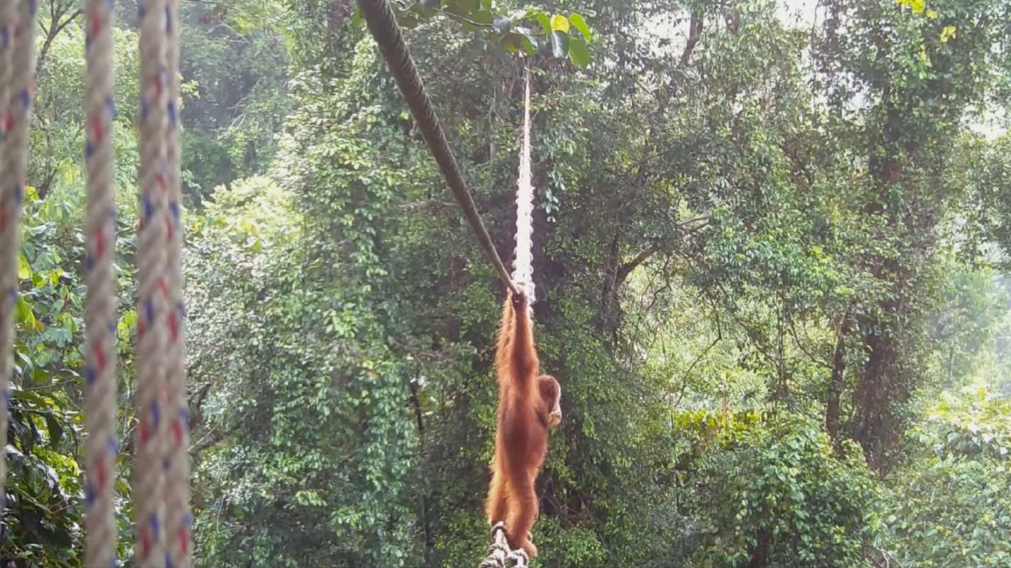 An orangutan hangs from a rope among lush green trees in a tropical rainforest.