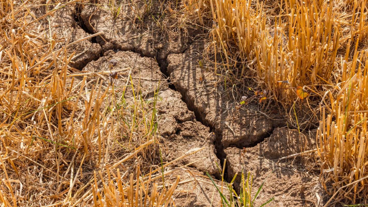 Dry, cracked soil.