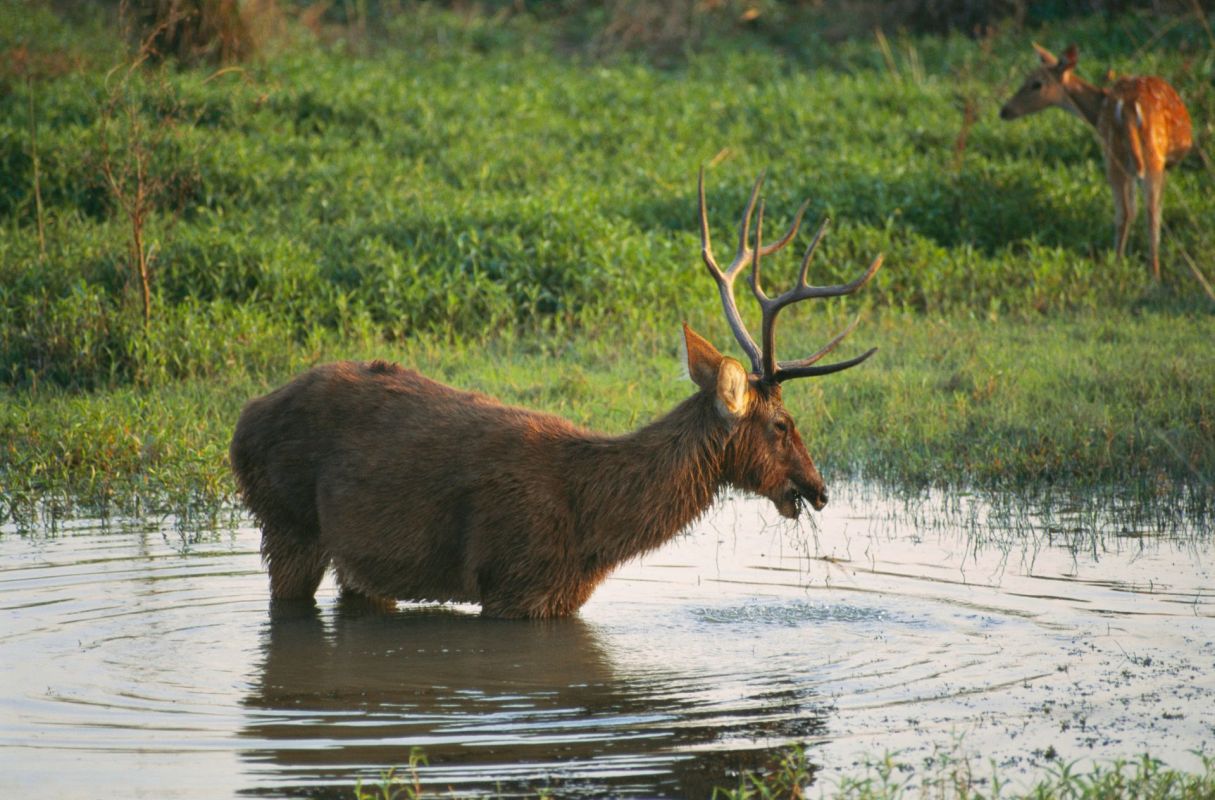 A deer with antlers wades through shallow water in a grassy landscape, with another deer in the background.