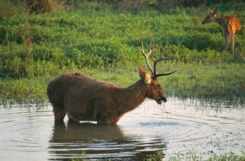 A deer with antlers wades through shallow water in a grassy landscape, with another deer in the background.