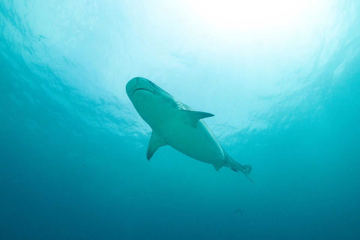 The underbelly of a tiger shark.