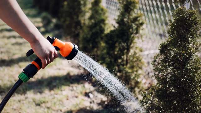 A person watering small evergreen shrubs with a garden hose in a sunny yard.