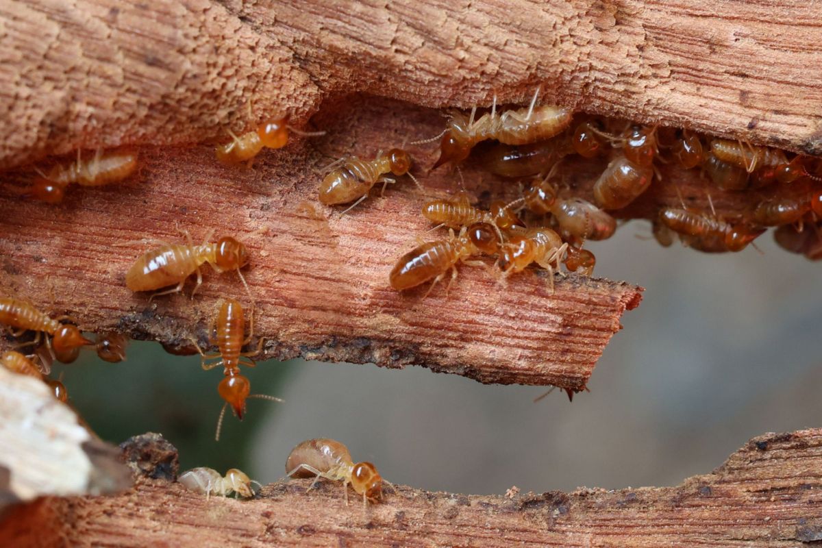 A close-up of termites inside and on a piece of wood, showcasing their brown bodies and the wood damage.