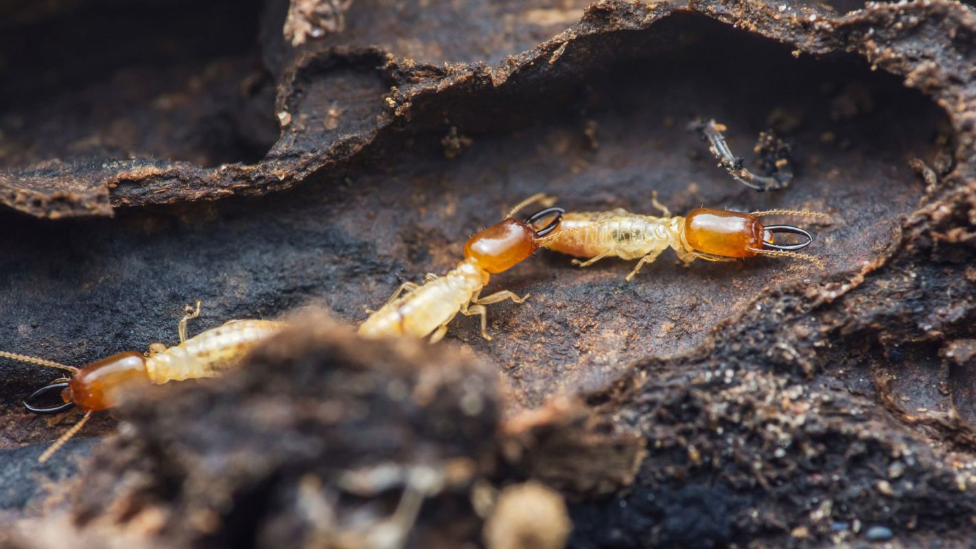 A close-up of several termites on dark, decaying wood textures.