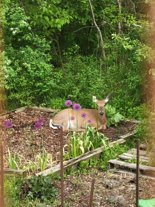 A deer resting in a raised garden flower bed.