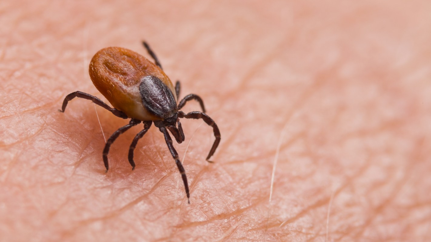 A tick crawling on human skin.