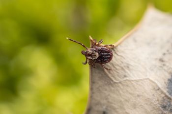 A close-up of a tick perched on a leaf with a blurred green background.