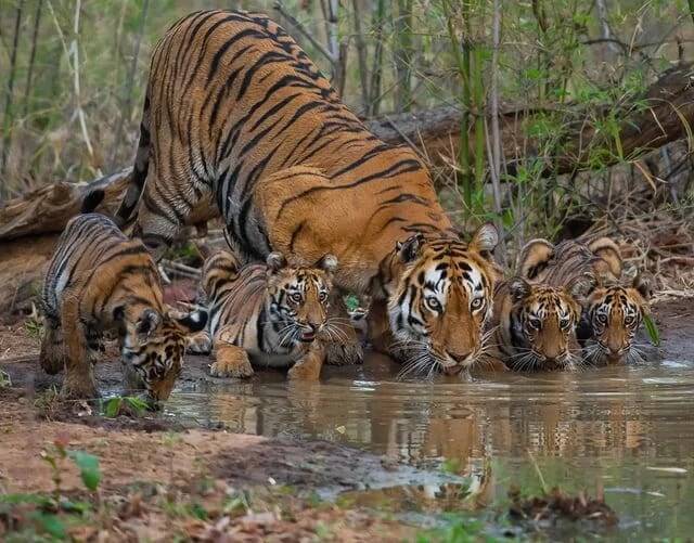 A group of tigers, including cubs, drinks from a shallow water body in a natural setting.