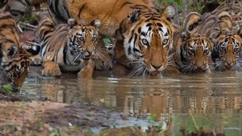 A group of tigers, including cubs, drinks from a shallow water body in a natural setting.