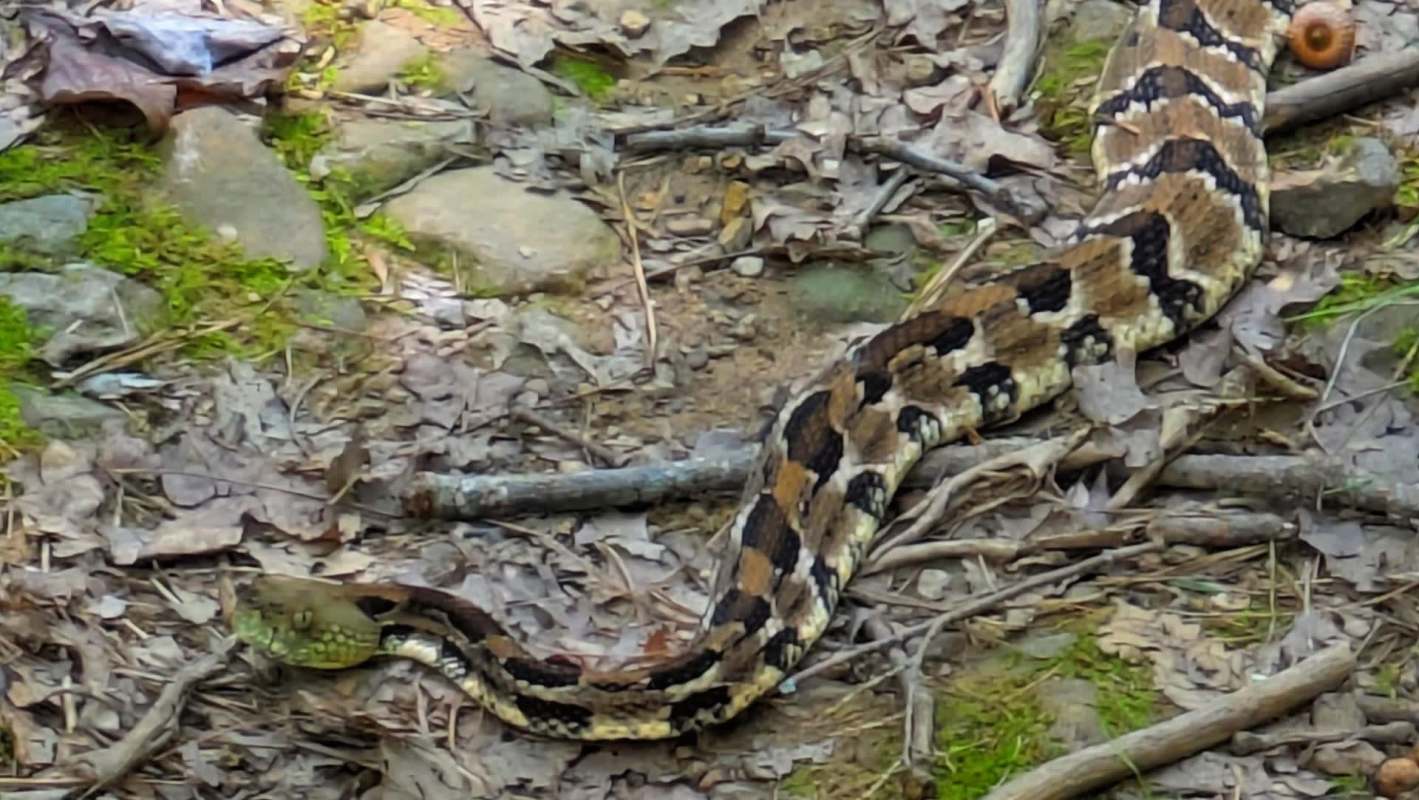 A large green-faced timber rattlesnake with a patterned body slithering over leaf litter and rocks in a forested area.