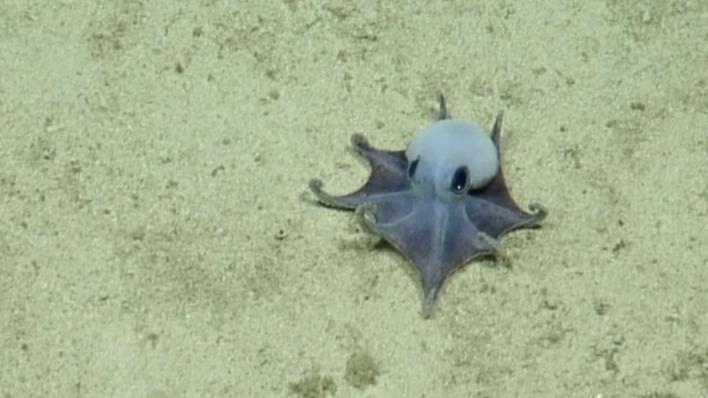 A small octopus rests on the sandy ocean floor.