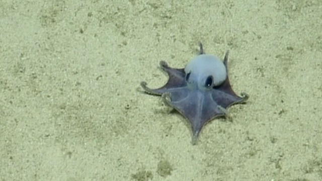 A small octopus rests on the sandy ocean floor.