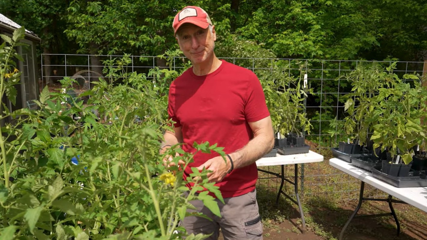 A man in a red shirt tends to tomato plants in a garden with greenery in the background.
