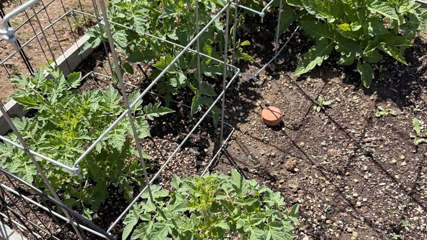 Tomato plants grow in a sunny garden bed, enclosed by wire cages, with a small terracotta disc on the ground.