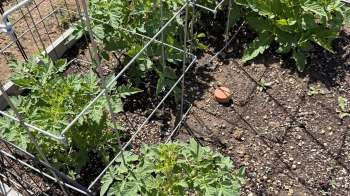 Tomato plants grow in a sunny garden bed, enclosed by wire cages, with a small terracotta disc on the ground.
