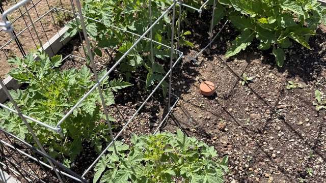 Tomato plants grow in a sunny garden bed, enclosed by wire cages, with a small terracotta disc on the ground.