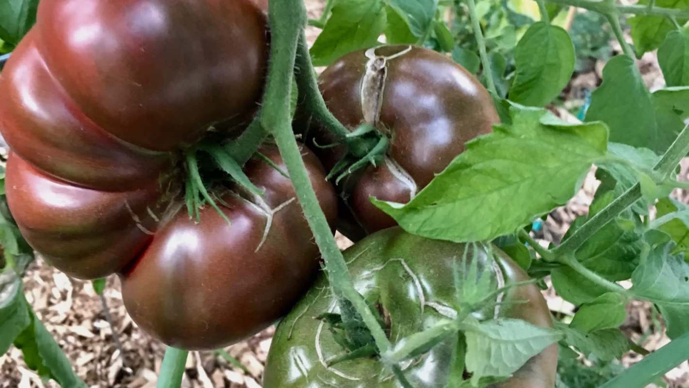 Three large, ripe purple cherokee heirloom tomatoes are growing among green leaves on a bush.