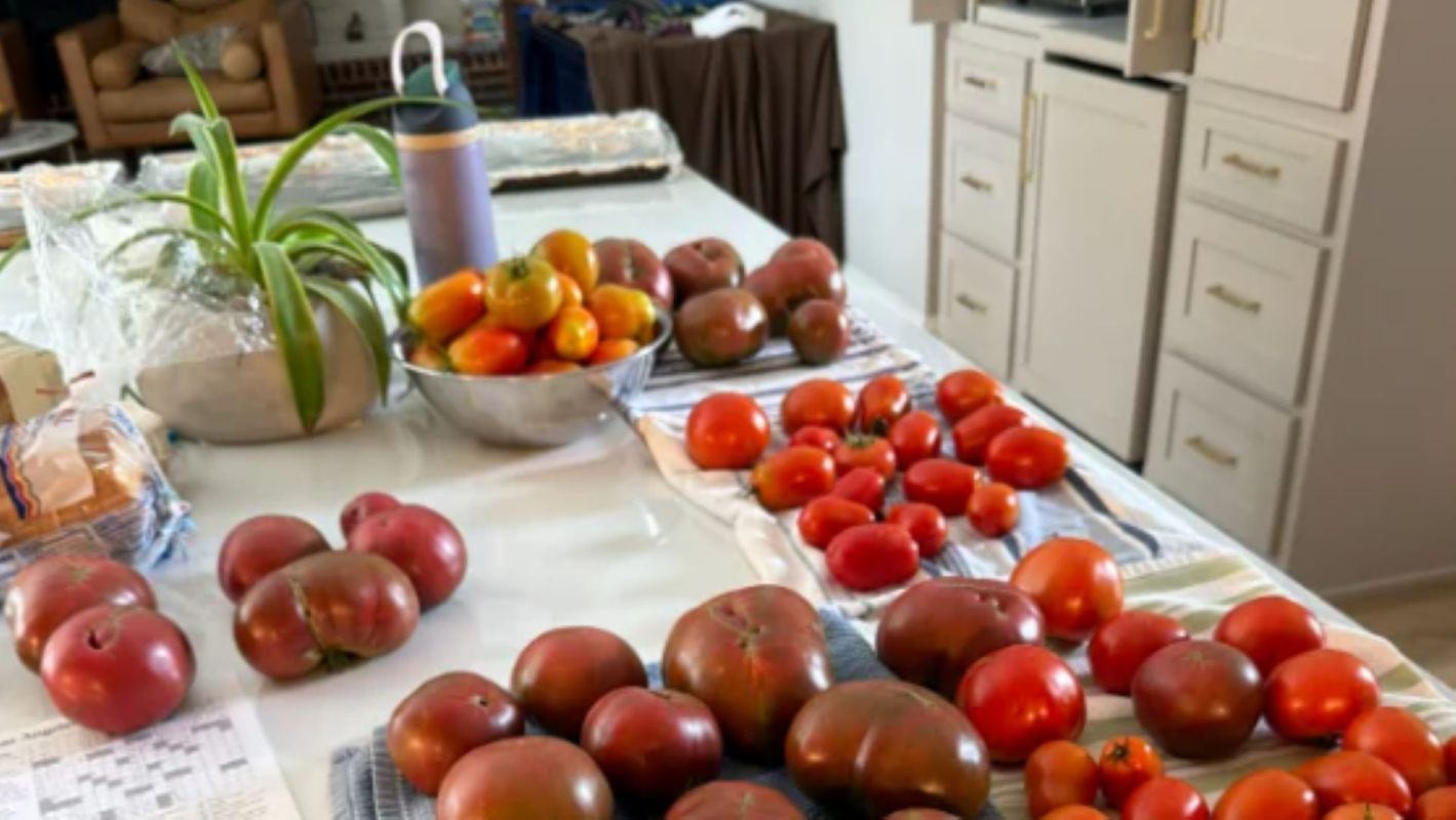 A variety of colorful tomatoes displayed on a kitchen counter, alongside a plant and other kitchen items.