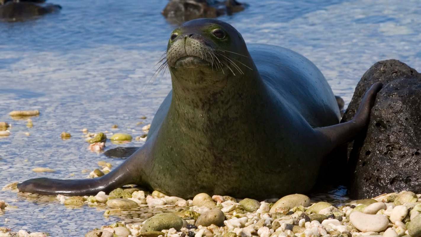 A monk seal resting on a rocky beach with shallow water and scattered pebbles.